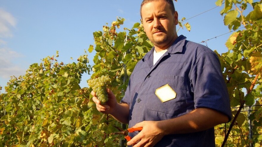 Novi EU sustav za širenje vinskog sektora!