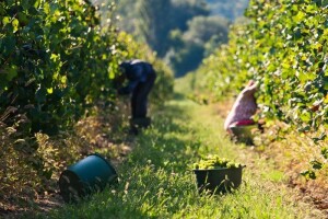 Kinezi pretekli Francuze po površini vinograda!