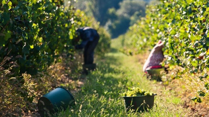 Kinezi pretekli Francuze po površini vinograda!