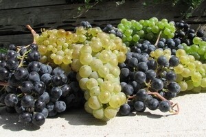 Održana 15. međunarodna izložba vina - Vinodar