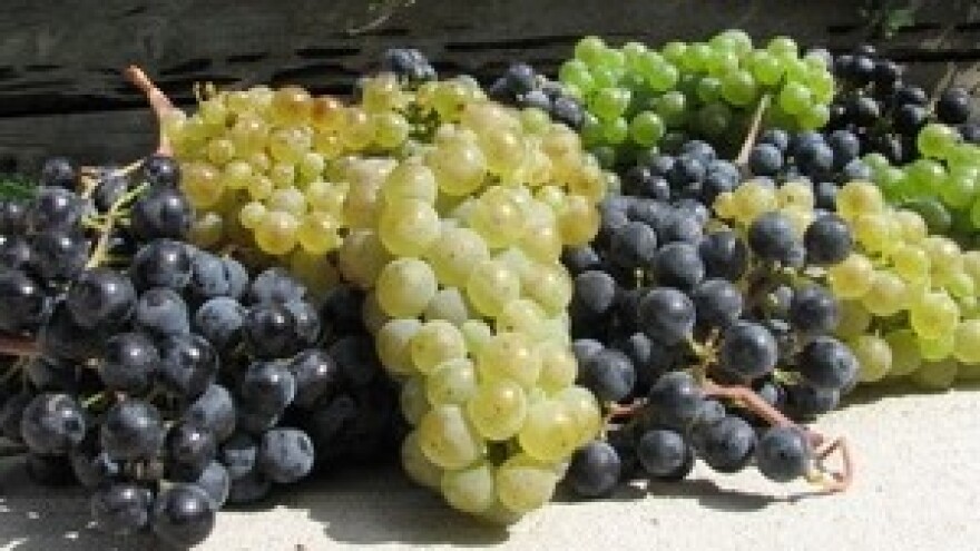 Održana 15. međunarodna izložba vina - Vinodar