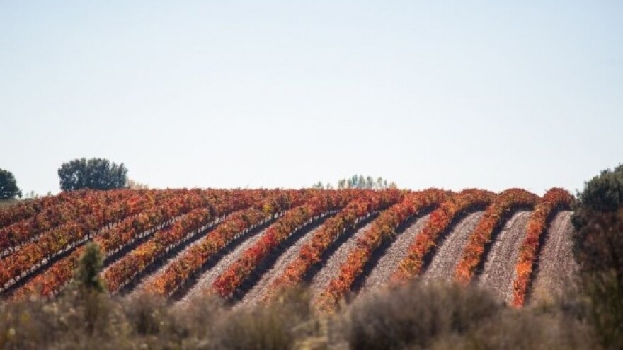 Vinari - predajte podatke o proizvedenom vinu!