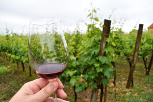 U vino dodavali šećer i vodu - među patvorenim i jedno iz BiH
