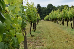 Koja su pravila biodinamičkog vinograda i proizvodnje vina?