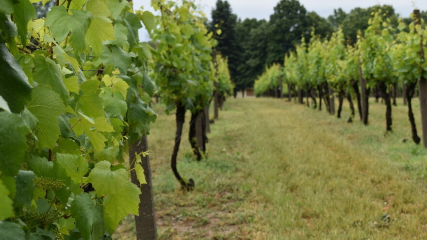 Koja su pravila biodinamičkog vinograda i proizvodnje vina?