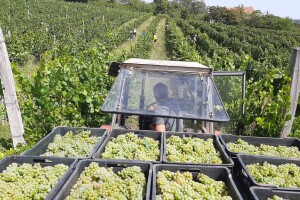Kako protiče berba u Kraljevim vinogradima?