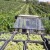 Kako protiče berba u Kraljevim vinogradima?