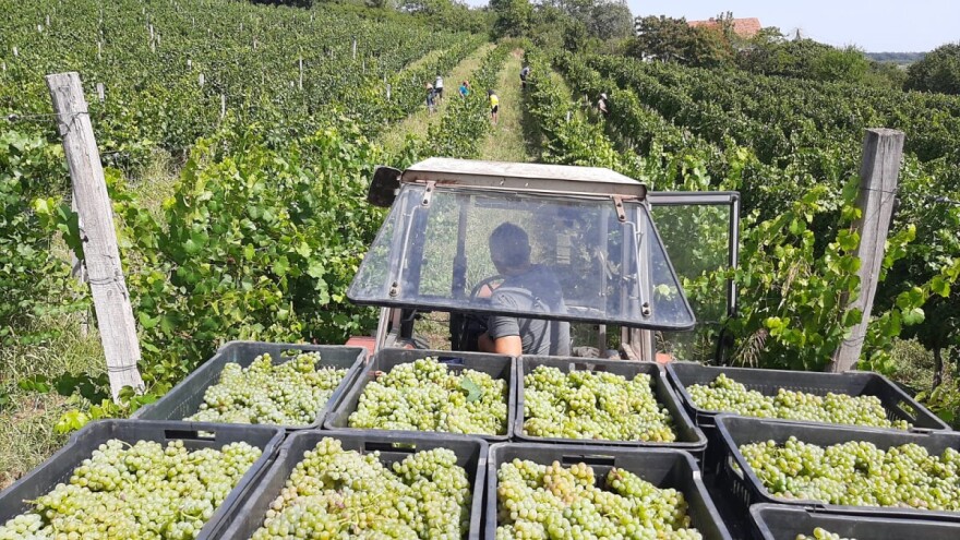 Kako protiče berba u Kraljevim vinogradima?