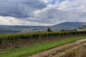 Od Rimljana, kralja Petra I do današnjih 500 ha Oplenačkog vinogorja