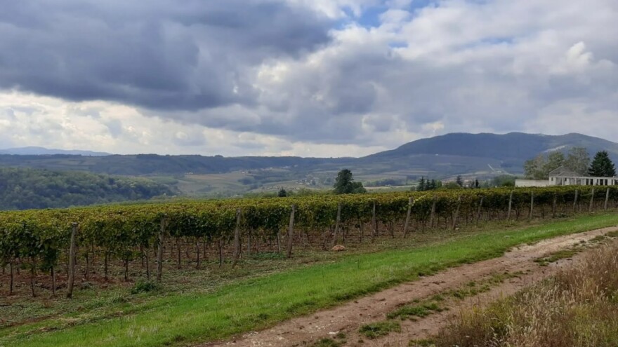 Od Rimljana, kralja Petra I do današnjih 500 ha Oplenačkog vinogorja