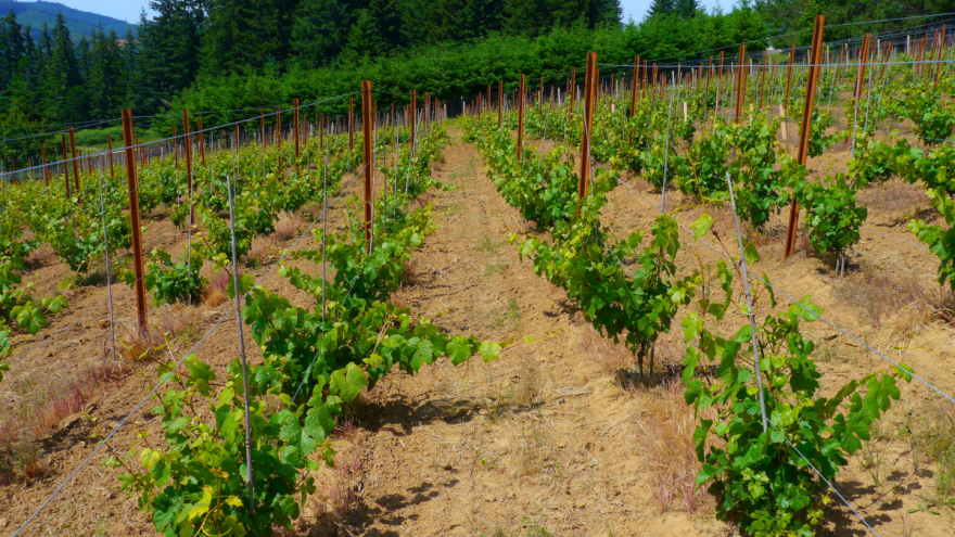 Što raditi u vinogradu prve godine poslije sadnje?