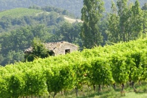 Novije berbe poveznica su zelene i plave Hrvatske