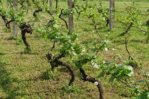 Proljetnom prihranom voćnjaka, vinograda i maslinika do većih i kvalitetnijih prinosa