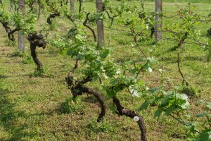 Proljetnom prihranom voćnjaka, vinograda i maslinika do većih i kvalitetnijih prinosa