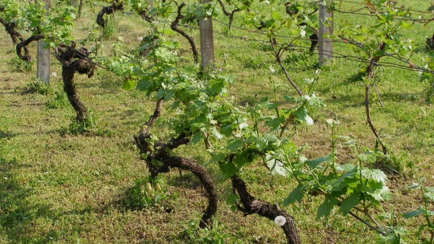 Proljetnom prihranom voćnjaka, vinograda i maslinika do većih i kvalitetnijih prinosa