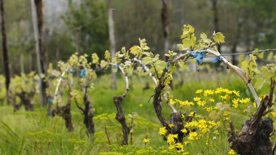 Preventivna zaštita vinograda od bolesti crne pjegavosti