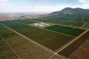 Plantaže Vršačkih vinograda dobijaju nove zasade