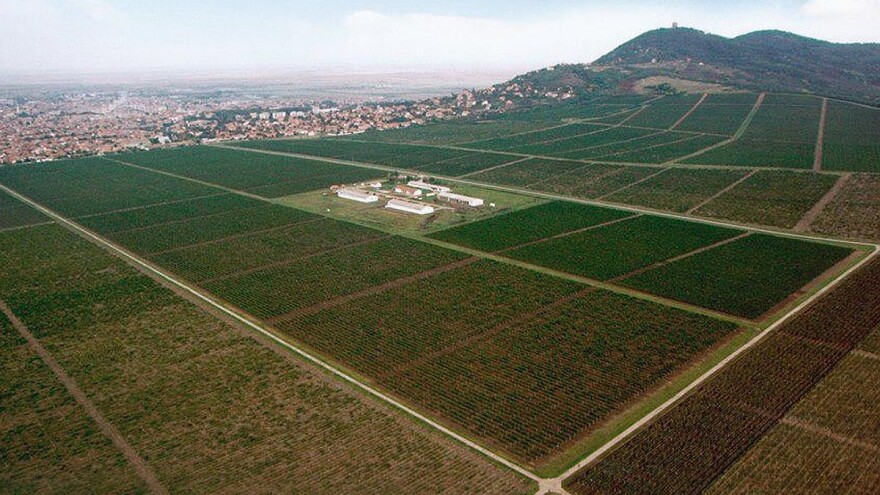 Plantaže Vršačkih vinograda dobijaju nove zasade