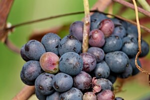 Objavljen je natječaj za mjeru Restrukturiranje i konverzija vinograda, potpore i do 750.000 eura!