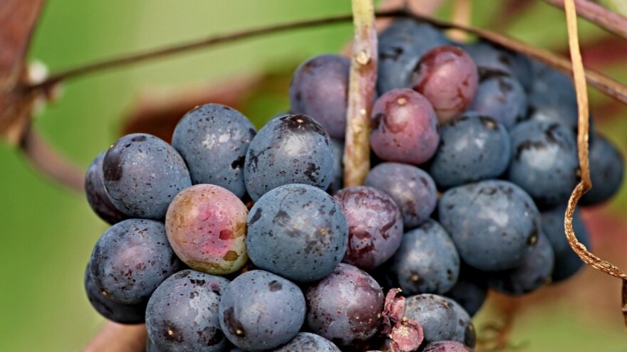 Objavljen je natječaj za mjeru Restrukturiranje i konverzija vinograda, potpore i do 750.000 eura!