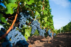 Kisela trulež predstavlja novi problem za vinogradare - suzbijte uzročnika octenu mušicu ploda!