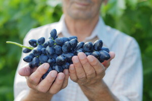 Ministarstvo izdalo upute vinogradarima: Zaustavimo širenje Zlatne žutice vinove loze!