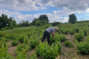 Od stogodišnjeg vinograda - "kominjak" na tradicionalan način
