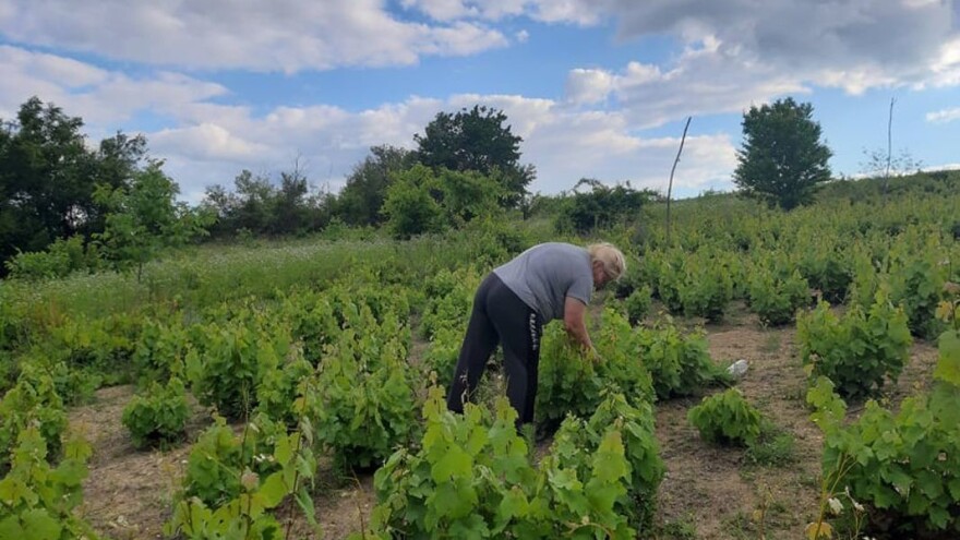 Od stogodišnjeg vinograda - "kominjak" na tradicionalan način