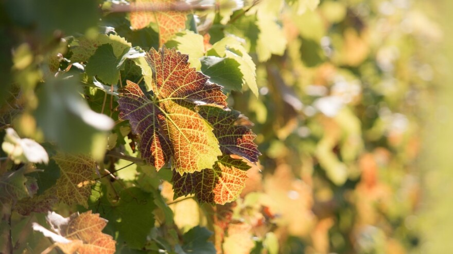 Sunčano vreme pogoduje radovima u voćnjaku i vinogradu