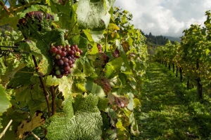 Srbija ostvarila rekordnu vrednost izvoza vina prošle godine