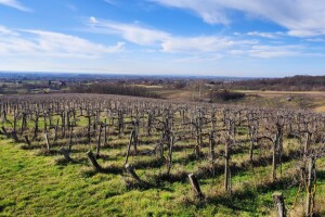 Zašto se prodaje najveći vinograd u Hrvatskoj koji se trenutno može naći u oglasnicima?