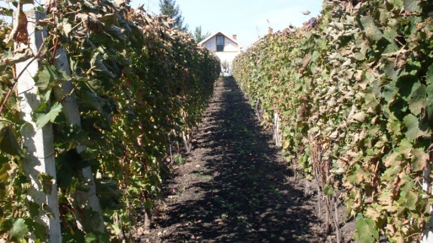 Vinograd traži slugu - ne gospodara!