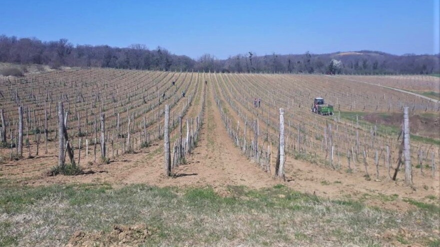 Evo kako posaditi vinovu lozu i koje agrotehničke mere sprovesti u proleće?