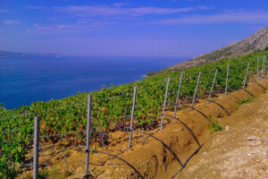 Navodnjavanje vinograda postaje imperativ!