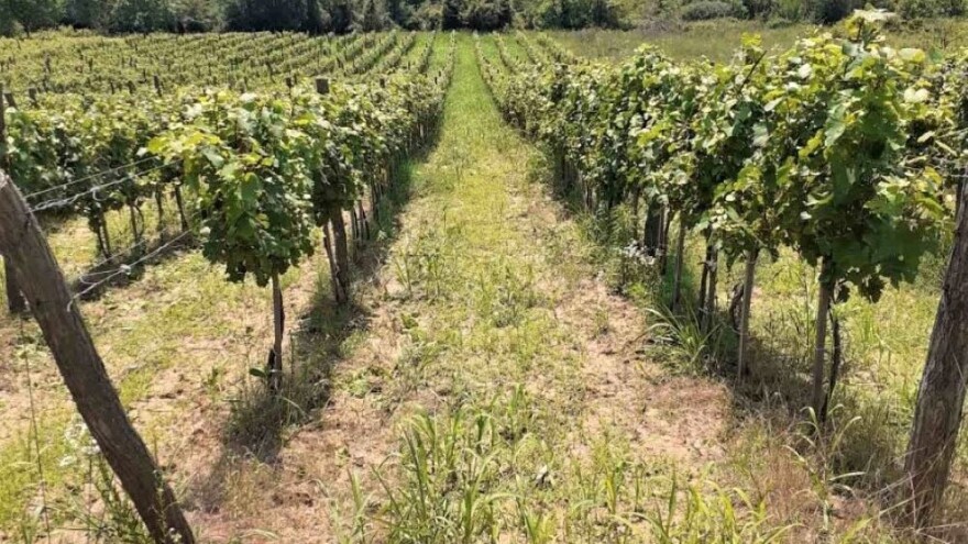 Vinograd na organski način daje vino sa velikom perspektivom