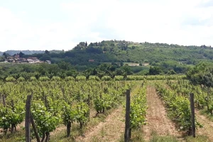 Mere zelene rezidbe u zasadima vinove loze - lačenje i proređivanje cvasti