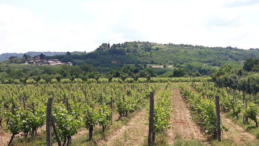Mere zelene rezidbe u zasadima vinove loze - lačenje i proređivanje cvasti