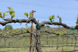 Pupanje vinove loze sve češće sredinom ožujka, do čega još dovodi porast temperature?