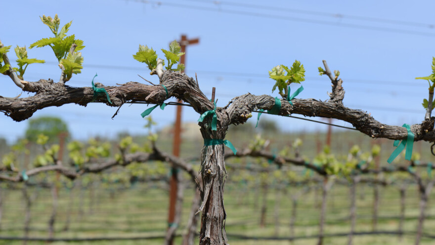 Pupanje vinove loze sve češće sredinom ožujka, do čega još dovodi porast temperature?