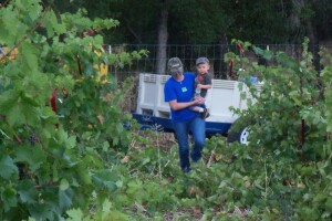 Vinogradare muči žutica vinove loze