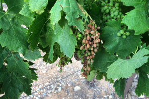 Toplinski val spržio francuske vinograde, grožđe izgleda kao da je paljeno bacačem plamena
