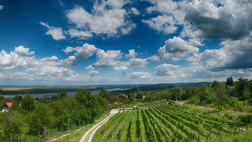 Domaće organsko vino samo u Grockoj