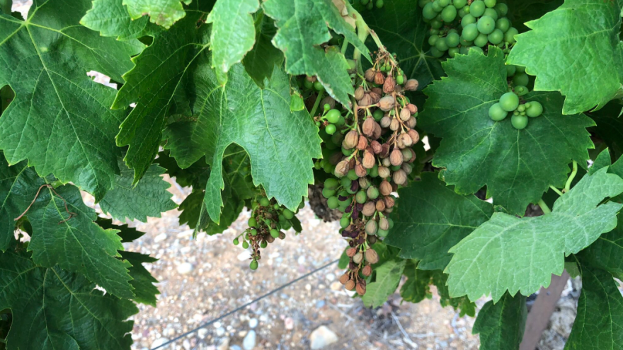Toplotni talas spržio francuske vinograde, grožđe izgleda kao da je paljeno bacačem plamena