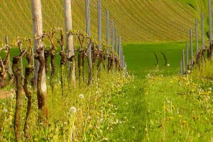 Električnim žicama protiv kasnog mraza u vinogradu?
