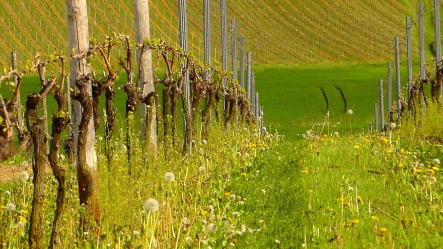 Električnim žicama protiv kasnog mraza u vinogradu?