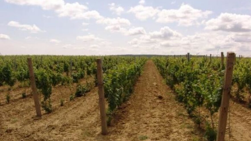 Visoki sladori obećavaju vrhunska vina