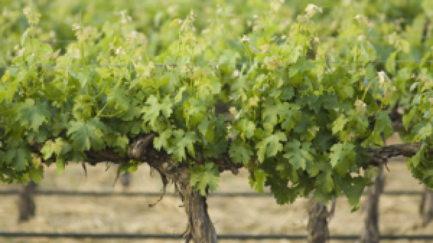 Jakovina o problemu s istarskim teranom