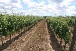 Zaštita istarskih vinograda od crne pjegavosti