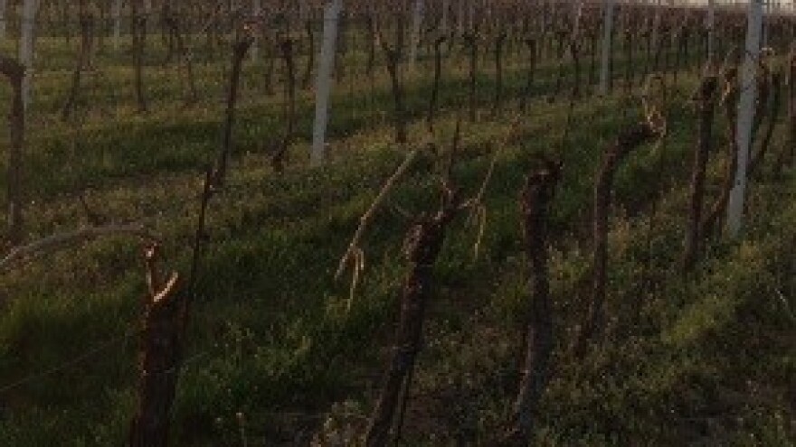 EU ne subvencionira vino za izvoz