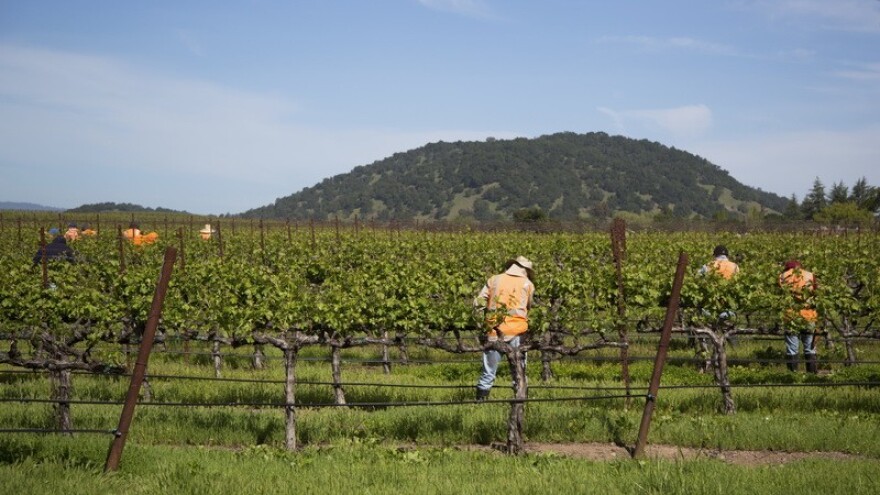 Biotehničke mjere protiv štetnika grožđa!